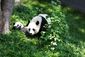 Bao Bao_8_21-7.jpg