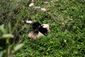 Bao Bao_8_21-8.jpg