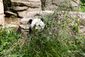 Bao Bao_8_21-9.jpg