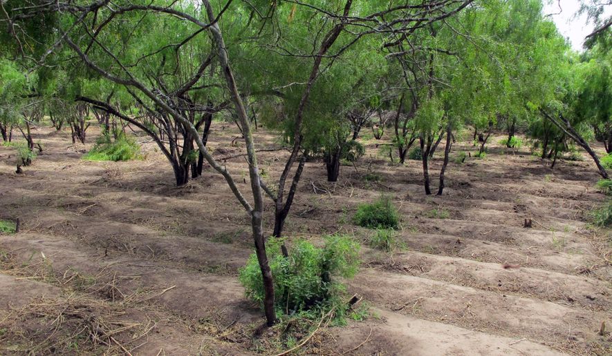Long irrigated rows that once held 11,500 marijuana plants are spread over two acres near Raymondville, Texas on Thursday, Aug. 21, 2014. Authorities found the hidden pot farm while attempting to capture immigrants who fled into it on Aug. 13, 2014. (AP Photo/Christopher Sherman)