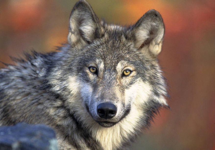 FILE - This April 18, 2008 file photo provided by the U.S. Fish and Wildlife shows a gray wolf. On Wednesday, Aug. 27, 2014, the Michigan House cleared the way for an appointed panel to decide whether to allow continued hunting of the resurgent gray wolf, instead of leaving the matter up to the state's voters. (AP Photo/U.S. Fish and Wildlife Service, Gary Kramer, File) **FILE**