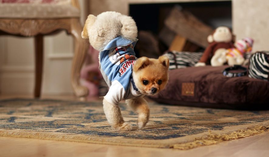 In this Oct. 4, 2013 photo provided by Guinness World Records, Jiff, a 4-year-old Pomeranian, walks on his two front legs on the floor in his Los Angeles home. Jiff blazed into the 60th edition of the Guinness World Records book due out Sept. 10, 2014 after running 10 meters (9.1 yards) on his hind legs in 6.56 seconds and 5 meters (4.55 yards) on his front paws in 7.76 seconds. (AP Photo/Guinness World Records, Kevin Scott Ramos) NO SALES NO ARCHIVING ONE-TIME USE ONLY