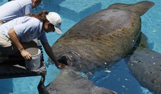 In this photo taken Wednesday, Aug. 6, 2014, caretaker Joelle Palmer, foreground and intern Ally Levy, background, feed the manatees at the Miami Seaquarium in Key Biscayne, Fla. The U.S. Fish and Wildlife Service is reviewing whether the manatee should be reclassified as a “threatened” species, which would allow some flexibility for federal officials as the species recovers while maintaining most of the protections afforded to animals listed as endangered. (AP Photo/Alan Diaz)