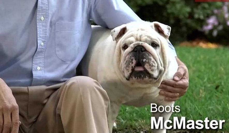 This Aug. 27, 2014 photo from from a broadcast ad shows Boots McMaster, the bulldog owned by Henry McMaster the Republican who is running for South Carolina lieutenant governor, in Charleston, S.C. With dogs in almost half of American homes, a number of South Carolina political candidates this year are featuring the family pet dog in ads, on web sites and on Facebook pages. College of Charleston political scientist Gibbes Knotts says such ads help to humanize a candidate but probably are not that effective in winning votes. Ads that contrast candidates - negative ads - tend to work better, Knotts says. (AP Photo/Bruce Smith)