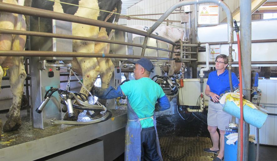 In a Aug. 5, 2014 photo, Bhutanese refugee Chandra Pradhan prepares cows to be milked at Noblehurst Farm, as farm director Sarah Noble-Moag looks on. Pradhan is among the first participants in a pilot program aimed at training resettled refugees to work on New York's dairy farms instead of the more usual placements in factories and hotels. (AP Photo/Carolyn Thompson)