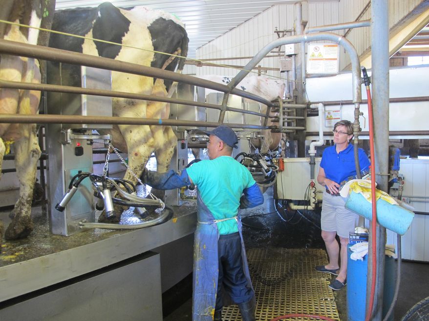 In a Aug. 5, 2014 photo, Bhutanese refugee Chandra Pradhan prepares cows to be milked at Noblehurst Farm, as farm director Sarah Noble-Moag looks on. Pradhan is among the first participants in a pilot program aimed at training resettled refugees to work on New York's dairy farms instead of the more usual placements in factories and hotels. (AP Photo/Carolyn Thompson)