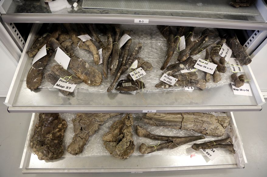 In this Aug. 26, 2014 photo, bones from a Dreadnaughtus schrani are displayed at a lab at Drexel University in Philadelphia. The immense dinosaur from Patagonia is slated to be introduced to the scientific community Thursday, Sept. 4, 2014. Scientists hope its unusually well-preserved bones will help reveal secrets about some of the largest animals ever to walk the Earth. The four-legged beast with a long neck and tail weighed an estimated 65 tons and stretched about 85 feet long. (AP Photo/Jacqueline Larma)