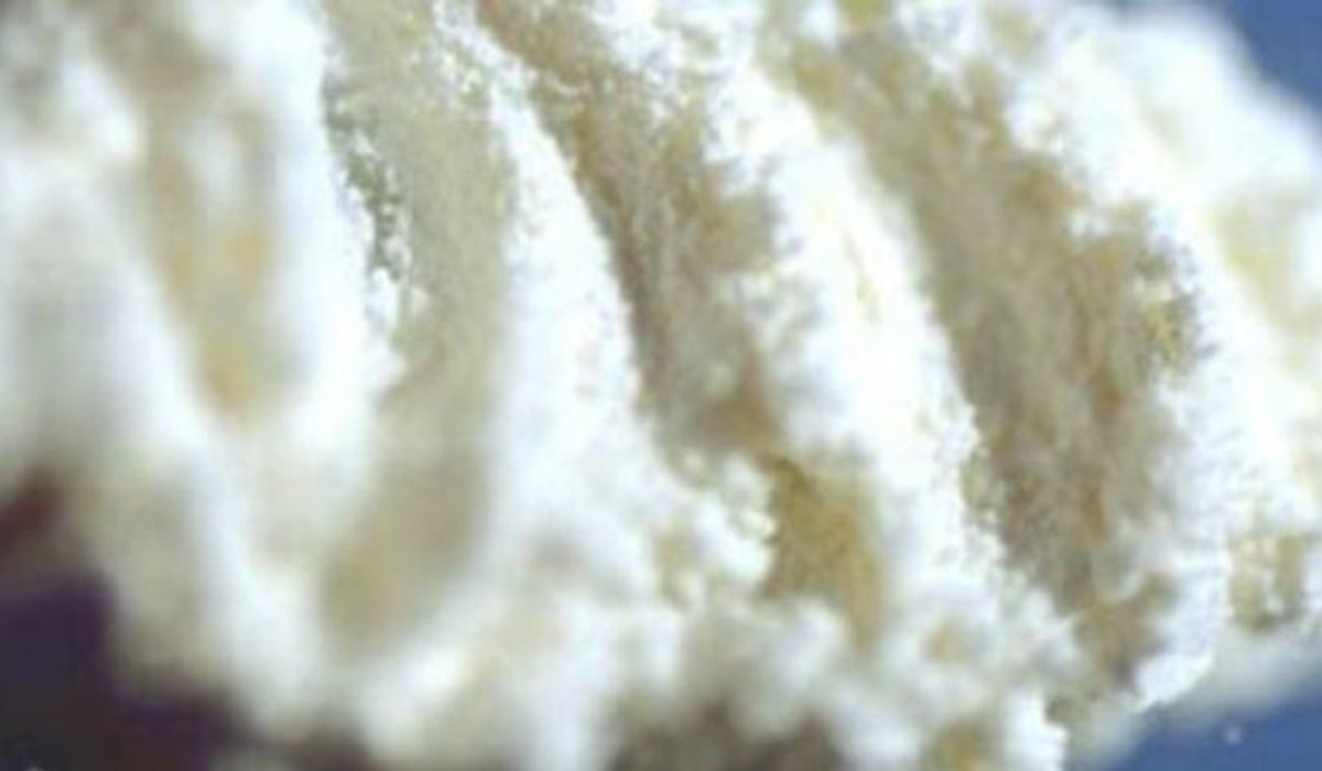 NextImg:Dean at Massachusetts high school accused of trafficking cocaine