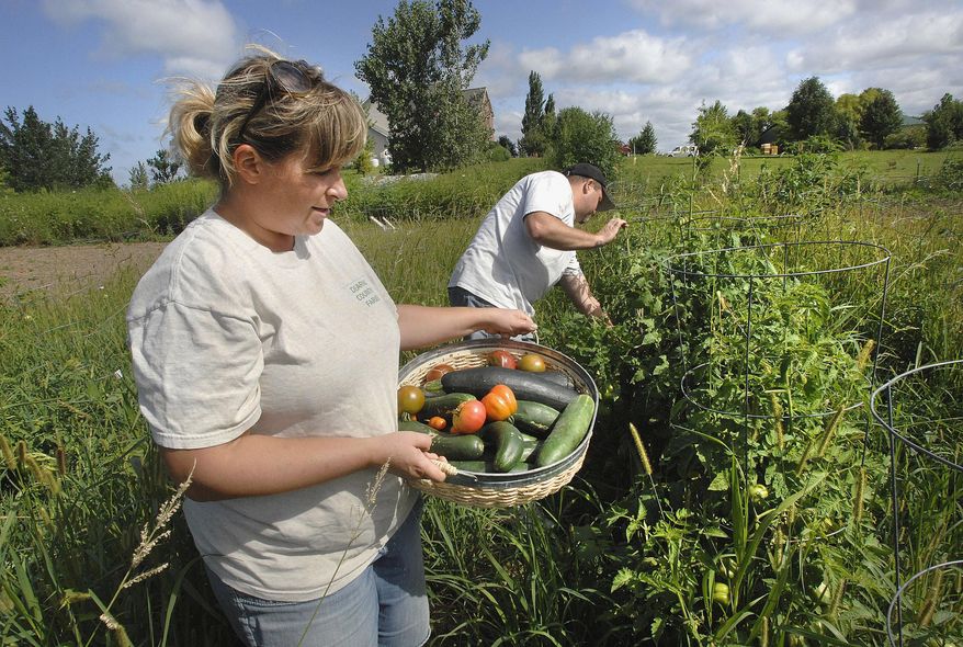 In this Aug. 12, 2014 photo, Jackie Dearing, left, carries a basket of freshly plucked vegetables as her husband, Brad, looks for ripe tomatoes on their organic farm near Bloomington, Ill. Dearing Country Farms uses social media to spread the word about their produce and livestock. (AP Photo/The Pantagraph, David Proeber)