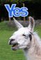 9_8_2014_britain-scotland-referen-108201.jpg