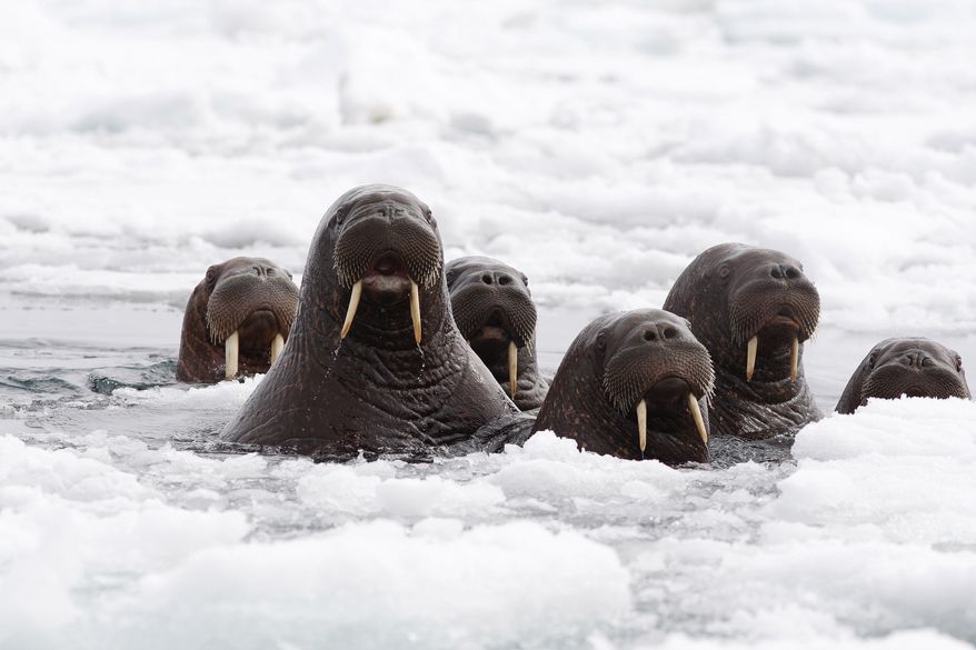 This June 2014 released by the U.S. Fish and Wildlife Service shows Pacific walruses in the Chukchi Sea off the coast of Alaska. Researchers are trying to get a better handle on the size of the Pacific walrus population ahead of an expected decision by the U.S. Fish and Wildlife Service on whether the animals need special protections. (AP Photo/U.S. Fish and Wildlife Service)