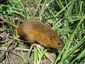 9_9_2014_mouse-28201.jpg
