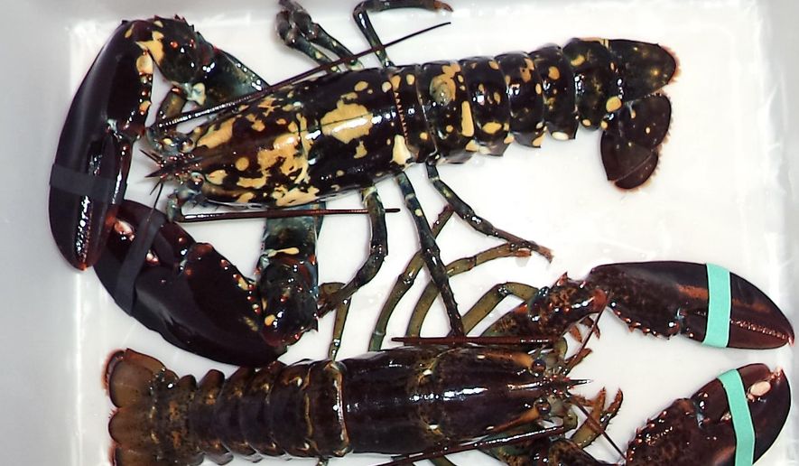 In this Sept. 9, 2014 photo provided by Sarah Lane, a calico lobster, top, sits alongside a normal lobster in a bin at Bethel Bait Tackle & More in Bethel, Maine. Lane said the mottled creature was found in a crate of lobsters brought from the Pemaquid Lobster Co-op in Bristol during the previous weekend. Calico lobsters appear at a frequency of about one per 30 million. (AP Photo/Sarah Lane)