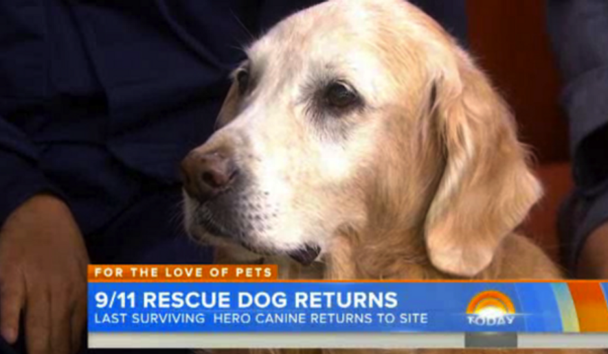 Bretagne, a 15-year-old golden retriever that is believed to be the last surviving search dog from Ground Zero after the Sept. 11, 2001, terrorist attacks, has returned to New York City as a nominee for a hero dog award. (Today.com)