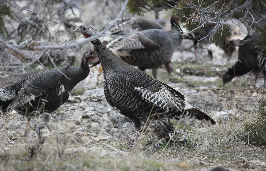 This photo taken March 4, 2014, has Wild turkeys rooting for food at Great Basin National Park. (AP Photo/Las Vegas Review-Journal, Stephanie Mietz) **FILE**