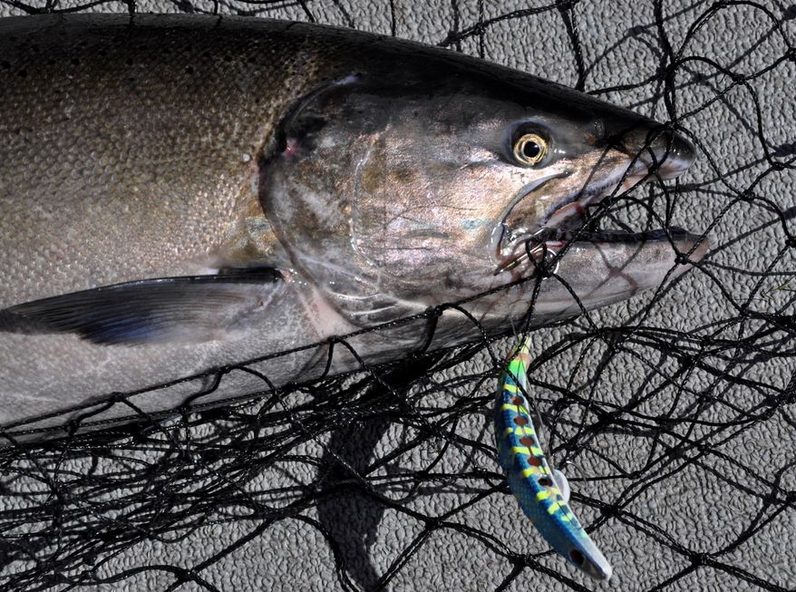 A fall Chinook salmon is shown after it was caught on the Columbia River near Desert Aire, Wash., Sept. 8, 2014. Hundreds of thousands of salmon are making their way from the ocean up the Columbia River this month, a windfall for salmon eaters and tribal and recreational fishermen in the Pacific Northwest.(AP Photo/Spokesman Review, Rich Landers)