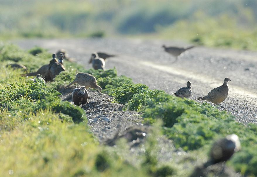 This October 2005 photo provided by the North Dakota Game and Fish Department shows pheasants along side of a road in McLean County in North Dakota. A summer survey indicates the number of pheasants in North Dakota has risen 30 percent from 2013. The state Game and Fish Department says pheasant brood observations were up 37 percent, while the average brood size was down only 4 percent. (AP Photo/Courtesy of the North Dakota Game and Fish Department)