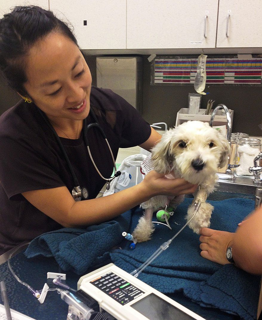 In this photo provided by ACCESS Specialty Animal Hospitals, veterinarian Dr. Annie Lo examines Gordo, the dog struck and injured by a van fleeing from police, the day after surgery on his injured hind leg at City Of Angels Veterinary Specialty Center in Culver City, Calif., Friday, Sept. 19, 2014. Hospital spokeswoman Shannon Brown says Gordo is doing well and resting comfortably since his surgery Thursday afternoon. The driver of the stolen van that struck the dog during the wild, televised police chase, 21-year-old Yovani Rodriguez, was sentenced Friday after pleading guilty to taking a vehicle without consent, fleeing police while driving recklessly and hit-and-run. (AP Photo/ACCESS Specialty Animal Hospitals)