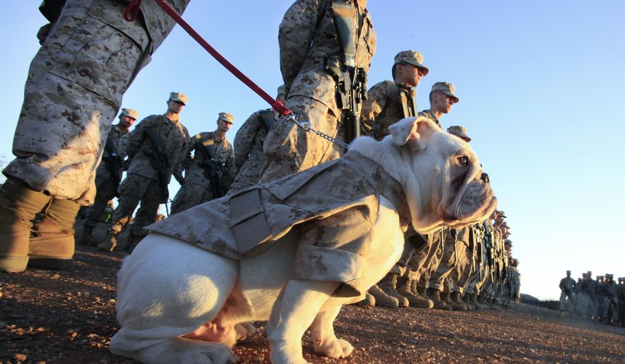 This photo taken Sept. 11, 2014, shows six-month old English bulldog Smedley Butler in formation with members of the 3rd Recruit Training Battalion during the Eagle, Globe and Anchor ceremony at Camp Pendleton, Calif., the final step before becoming a Marine. His duty will be as the Marine Corps Recruit Depot's mascot in San Diego. (AP Photo/U-T San Diego, Howard Lipin)
