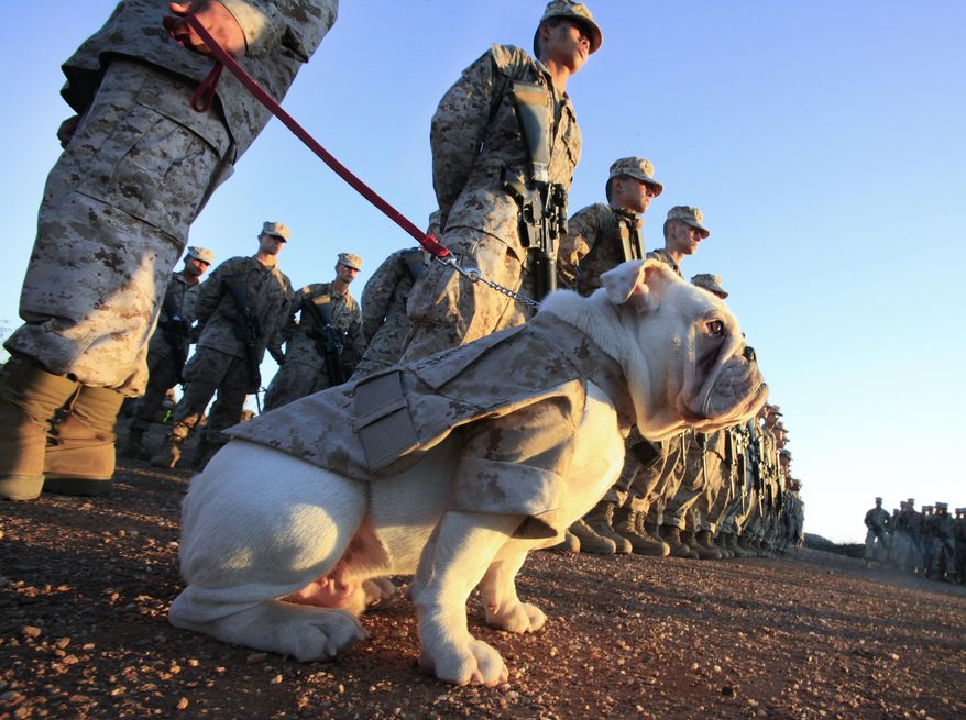 This photo taken Sept. 11, 2014, shows six-month old English bulldog Smedley Butler in formation with members of the 3rd Recruit Training Battalion during the Eagle, Globe and Anchor ceremony at Camp Pendleton, Calif., the final step before becoming a Marine. His duty will be as the Marine Corps Recruit Depot's mascot in San Diego. (AP Photo/U-T San Diego, Howard Lipin)
