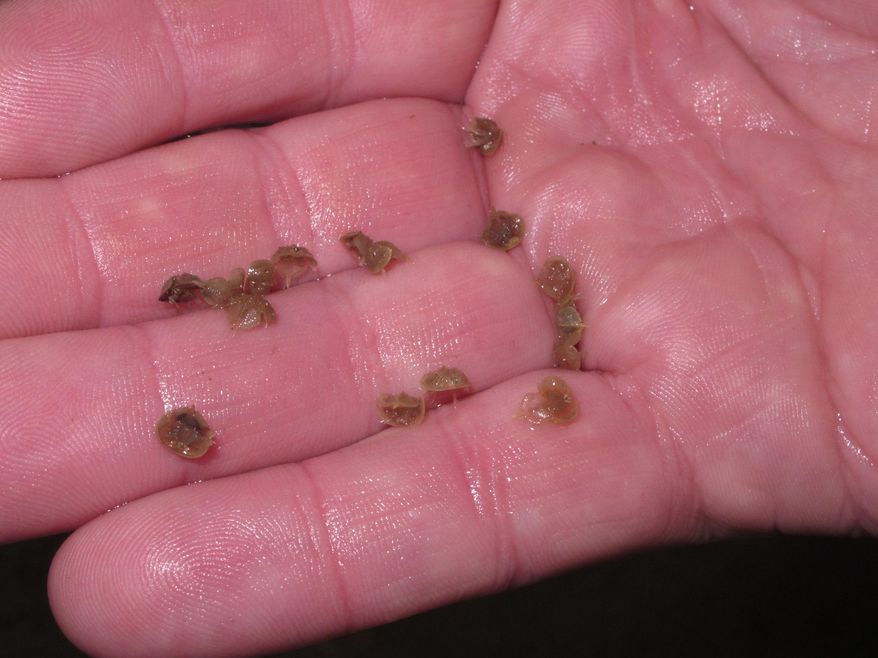 This Sept. 26, 2014 photo shows about a dozen tiny horseshoe crabs that has been raised in an aquacluture center run by Rutgers University in Lower Township, N.J. before they were released into the wild. The center aims to help boost the population of horseshoe crabs and create economic opportunities in southern New Jersey. (AP Photo/Wayne Parry)