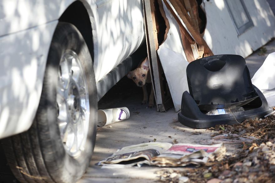 A small dog looks out from beneath a car in the front yard at a home where more than two dozen dogs were killed in an overnight fire in North Las Vegas on Monday, Sept. 29, 2014. Firefighters say at least 41 dogs were killed and 52 survived after the fire. (AP Photo/Las Vegas Review-Journal, Chase Stevens)