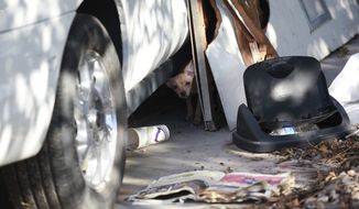 A small dog looks out from beneath a car in the front yard at a home where more than two dozen dogs were killed in an overnight fire in North Las Vegas on Monday, Sept. 29, 2014. Firefighters say at least 41 dogs were killed and 52 survived after the fire. (AP Photo/Las Vegas Review-Journal, Chase Stevens)