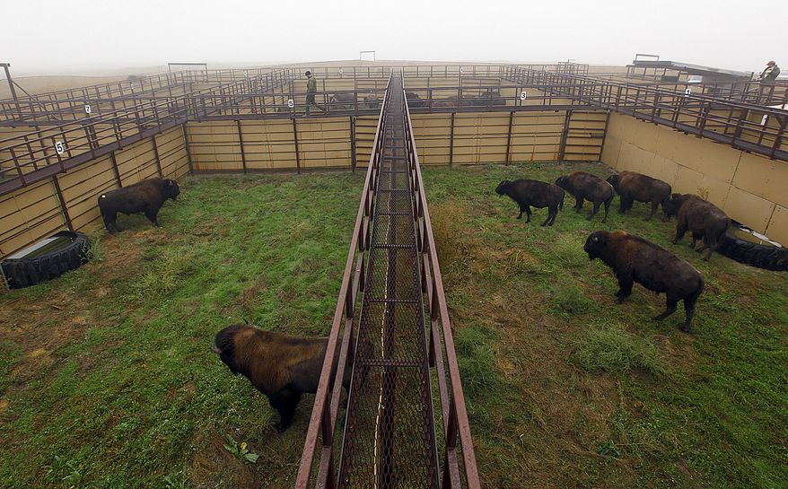A heavy fog hangs over the buffalo corrals Monday, Sept. 29, 2014 at Badlands National Park near Wall, S.D. for the buffalo roundup. The park gathered the buffalo into the pens to reduce the herd and collect data on the animals. (AP Photo/Rapid City Journal, Chris Huber) TV OUT