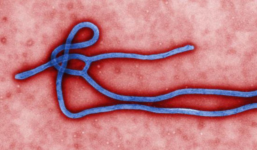 This undated file image made available by the CDC shows the Ebola virus. (AP Photo/CDC, File)