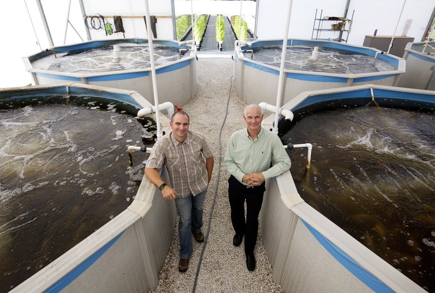 In this photo taken on Monday, Oct. 6, 2014 Tom Winrow, director of sales at Florida Urban Organics, and Gary Winrow, managing director of Selovita, the parent of company of Florida Urban Organics have built up a farm in industrial Fort Myers, Fla. They grow lettuces, micro greens and other organic greens. The waste water from these tilapia filled tanks is pasteurized and used for fertilizer. The company has received a Global G.A.P. certification. (AP Photo/The News-Press, Andrew West) MAGS OUT; NAPLES OUT; NO SALES