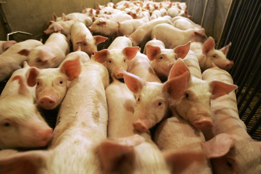 Hogs are shown in a pen at a Central Ohio farm, July 18, 2007. (Associated Pres) ** FILE **