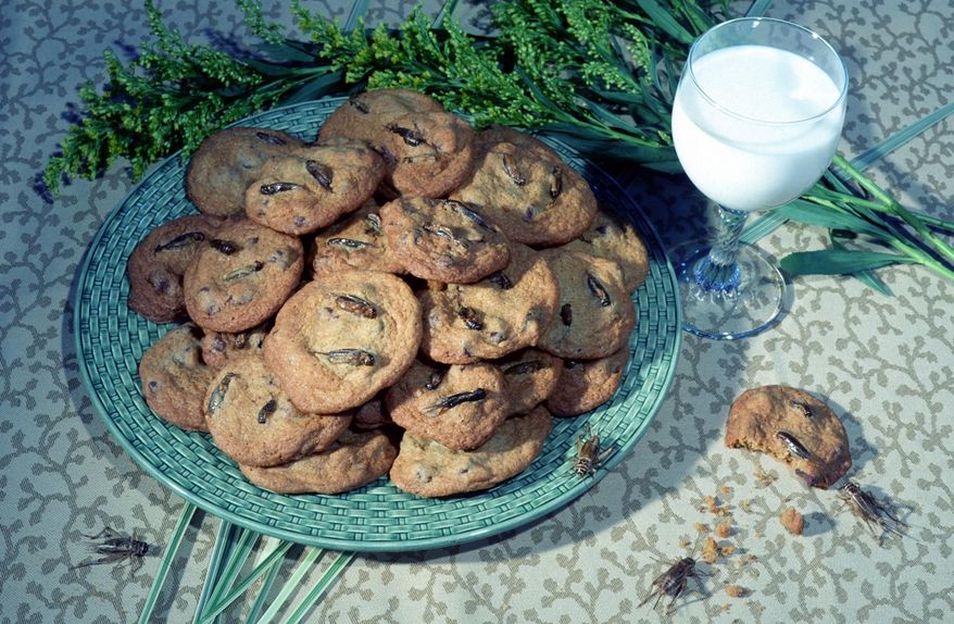 This photo provided by the Audubon Nature Institute shows chocolate chirp cookies, with crickets. (AP Photo/Audubon Nature Institute)
