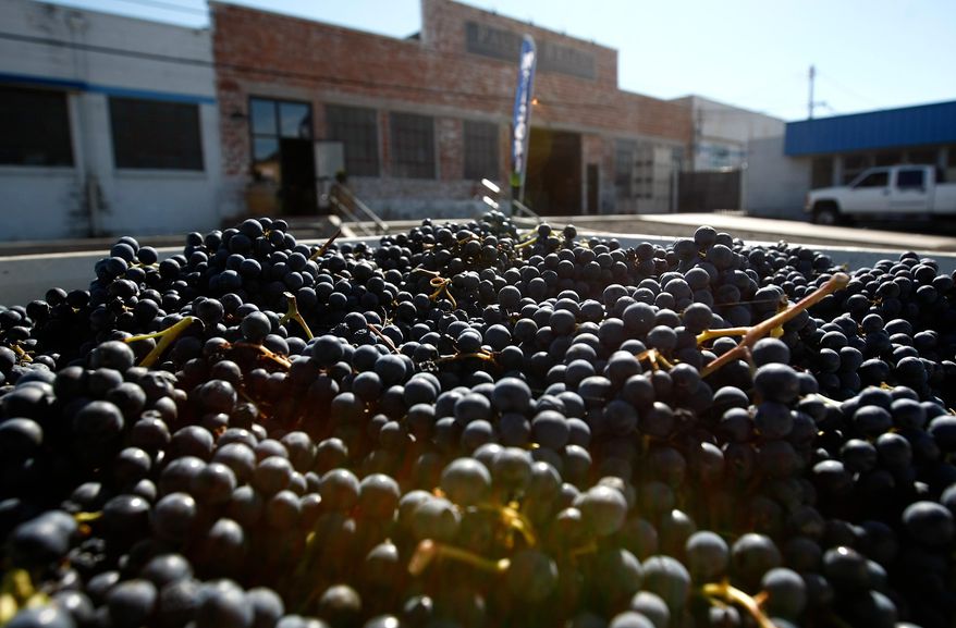 This Thursday, Oct. 9, 2014 photo shows recently delivered Tempranillo grapes at Paul O'Brien Winery in Roseburg, Ore. The harvest of hazelnuts and wine grapes has overflowed plenty of bins in the last month or so for central Douglas County growers. The sweeping up of nuts and grape picking started and finished earlier this year than in past years because of the hot, dry weather. These are two crops that have gradually grown in acreage in Douglas County over the past couple of decades. (AP Photos/The News-Review, Michael Sullivan)