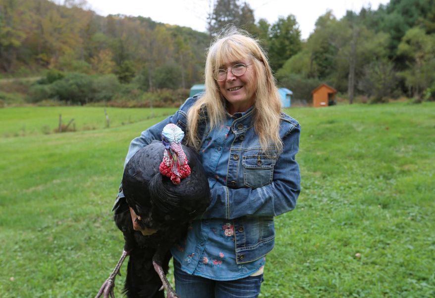 In this Oct. 8, 2014 photo, Kathryn King holds Kojak, one of her heritage turkeys at her rural Carroll County, Ohio home. King said the pungent odors from nearby gas drilling, known as hydraulic fracturing, burn her nostrils when it’s especially bad. Like many property owners in the area, King gets paid royalties _ around $1,000 a month _ for the gas being extracted beneath her property, but she said she wished that natural gas boom had never come to Carroll County. (AP Photo/The Times-Reporter, Jim Cummings)