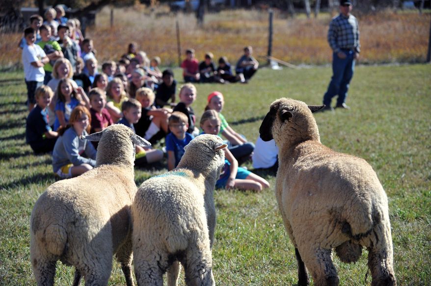 In an Oct. 20, 2014 photo, fourth- and fifth-grade students of Big Horn Elementary School receive real-world exposure to their guided reading, in on Oct. 20, in Big Horn, Wyo. After reading and discussing “Help with the Herd” by Carol Domblewski, Clearmont ranchers John and Wendy Auzqui brought three of their 900 sheep to the fields behind the school for a sheep herding demonstration to make a “text-to-world” connection. (AP Photo/Sheridan Press, Alisa Brantz)