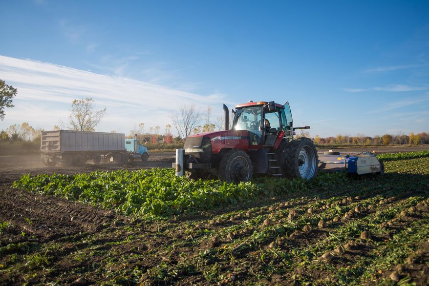 A topper from Schlicker Farms cuts the leaves off of the sugar beets to then be harvested hursday, Oct. 23, 2014 in Bay City, Mich.. This year, sugar beet farmers have grown an abundance amount of crops. (AP Photo/The Bay City Times, Amanda Ray) LOCAL TELEVISION OUT; LOCAL INTERNET OUT
