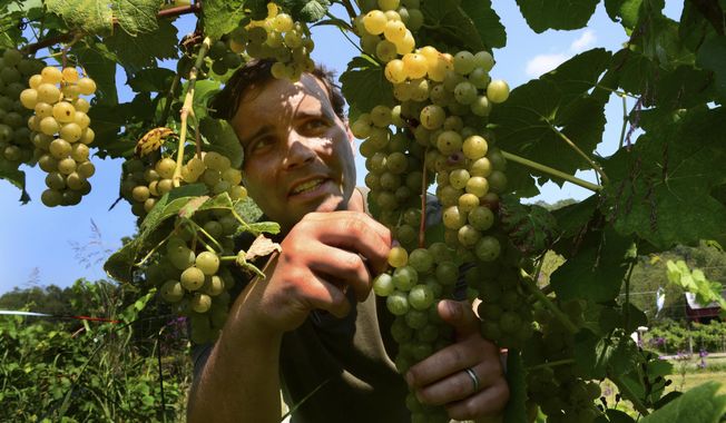 ADVANCE FOR USE SUNDAY OCT 26 AND THEREAFTER - In this photo taken on Aug. 27, 2014,  Bryan George is surrounded by grapes in his vineyard in Spencer, W.Va. (AP Photo/Charleston Gazette, Kenny Kemp)