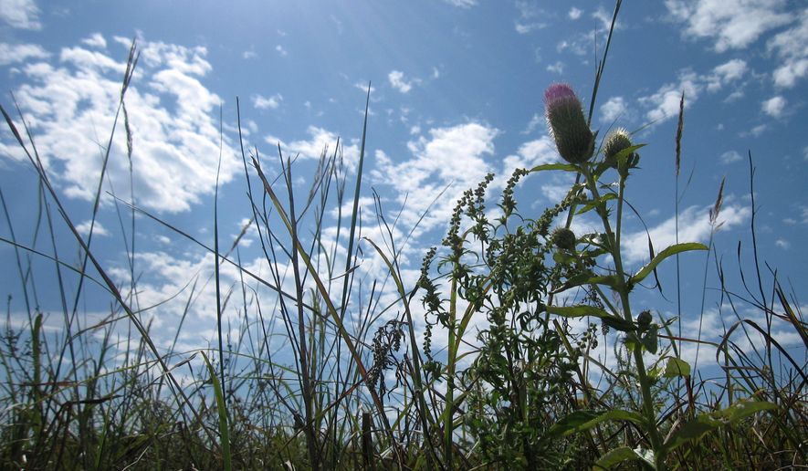 This Sept. 23, 2014 photo shows wildflowers and grasses dancing in the breeze at the Tallgrass Prairie National Preserve near Strong City, Kan, one of just a few places in the country where you can still see the vanishing landscape of tallgrass prairie. Tallgrass prairie once covered 140 million acres of North America, including much of the Midwest. But only 4 percent of that ecosystem remains, wiped out by 150 years of human settlement, cattle-grazing and farming. (AP Photo/Beth J. Harpaz)