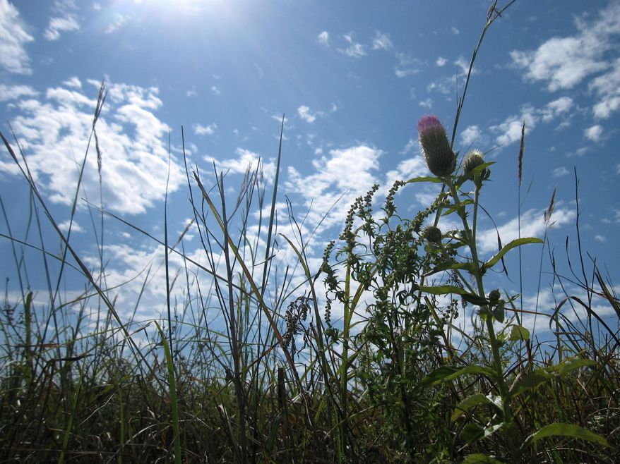 This Sept. 23, 2014 photo shows wildflowers and grasses dancing in the breeze at the Tallgrass Prairie National Preserve near Strong City, Kan, one of just a few places in the country where you can still see the vanishing landscape of tallgrass prairie. Tallgrass prairie once covered 140 million acres of North America, including much of the Midwest. But only 4 percent of that ecosystem remains, wiped out by 150 years of human settlement, cattle-grazing and farming. (AP Photo/Beth J. Harpaz)