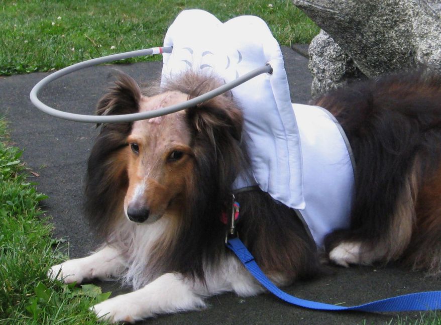 This July, 3, 2014, photo provided by Silvie Bordeaux shows Sochi, a 4 year old blind Sheltie wearing Muffin&#39;s Halo after brain surgery.  Worried that her dogs, Muffin and Chloe were going blind, Silvie Bordeaux created Muffin’s Halo Guide for Blind Dogs, a device that encircles a dog’s head and prevents blind pets from running into walls and furniture. The halo is made of lightweight copper tubing that attaches to cloth wings and a harness fitted around the neck and chest.(AP Photo/(AP Photo/Teresa Abbuhl)