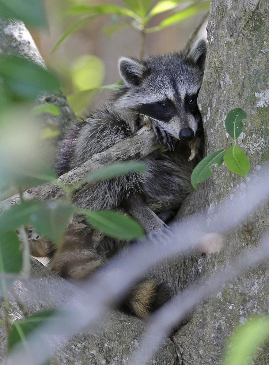 In this photo taken Monday, Oct. 27, 2014, a rackoon rests on a tree at Bill Baggs Cape Florida State Park in Key Biscayne, Fla. Voters from Rhode Island to California this Election Day will decide whether billions of dollars should be set aside for parks and preservation, leading some environmentalists to highlight 2014 as one of the most significant elections for land conservation in American history. (AP Photo/Alan Diaz)
