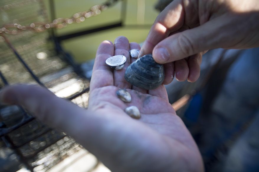 ADVANCE FOR USE SUNDAY, NOV. 2 - In this photo taken on Oct. 15, 2014, Norman Johns a water resources scientist with the National Wildlife Federation holds a group of dead Rangia clams of various ages during a survey of the Rangia clam bed population in Trinity Bay off the coast of Baytown, Texas. Scientists are finding fewer rangia clams in a northeast inlet of the bay, suggesting that not enough fresh water is flowing from the Trinity River to protect the ecological health of a drought-plagued state's most bountiful estuary. (AP Photo/Houston Chronicle, Johnny Hanson)