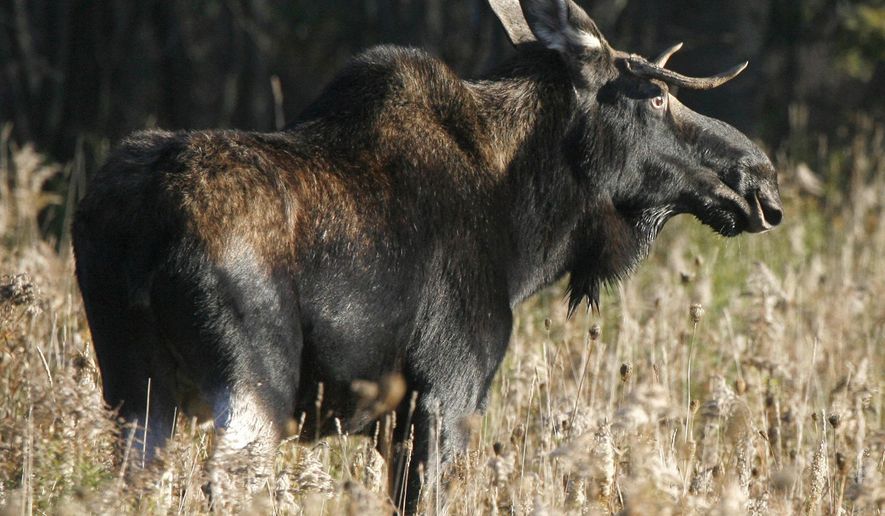 FILE - In this Oct. 16, 2006 file photo, a moose stands in a field in East Montpelier, Vt. State biologists said the number of ticks found on moose killed during the October 2014 hunting season was down 41 percent. Ticks have been blamed, in part, for a decline in the size of the state's moose herd, which is now estimated to be about 2,500 -- below the optimum number of 3,000 to 5,000. (AP Photo/Toby Talbot, File)