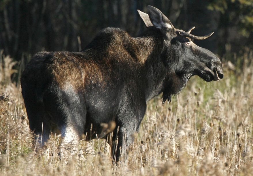 FILE - In this Oct. 16, 2006 file photo, a moose stands in a field in East Montpelier, Vt. State biologists said the number of ticks found on moose killed during the October 2014 hunting season was down 41 percent. Ticks have been blamed, in part, for a decline in the size of the state's moose herd, which is now estimated to be about 2,500 -- below the optimum number of 3,000 to 5,000. (AP Photo/Toby Talbot, File)