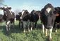 Cows USDA.jpg