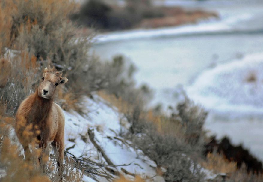 Montana's bighorn sheep plan has come under fire after a few attempts to establish new herds. Fish, Wildlife and Parks has hit roadblocks caused by sickness in transplant herds, concerns by neighboring landowners and the nearby presence of domestic sheep that carry bacteria harmful to bighorn sheep. (AP Photo/The Billings Gazette, Brett French)