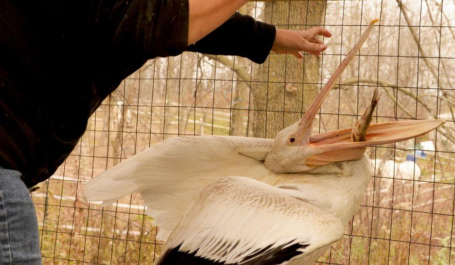 This photo taken on Monday, Nov. 3, 2014, shows an immature pelican that Susan Theys, wildlife rehabilitator at Wildlife of Wisconsin in Cato, Wis., is nursing back to health after the bird was rescued in the Brillion area. She expects the pelican might be well enough to be released back into the wild in the next week or two. (AP Photo/Herald-Times Reporter, Sue Pischke) NO SALES