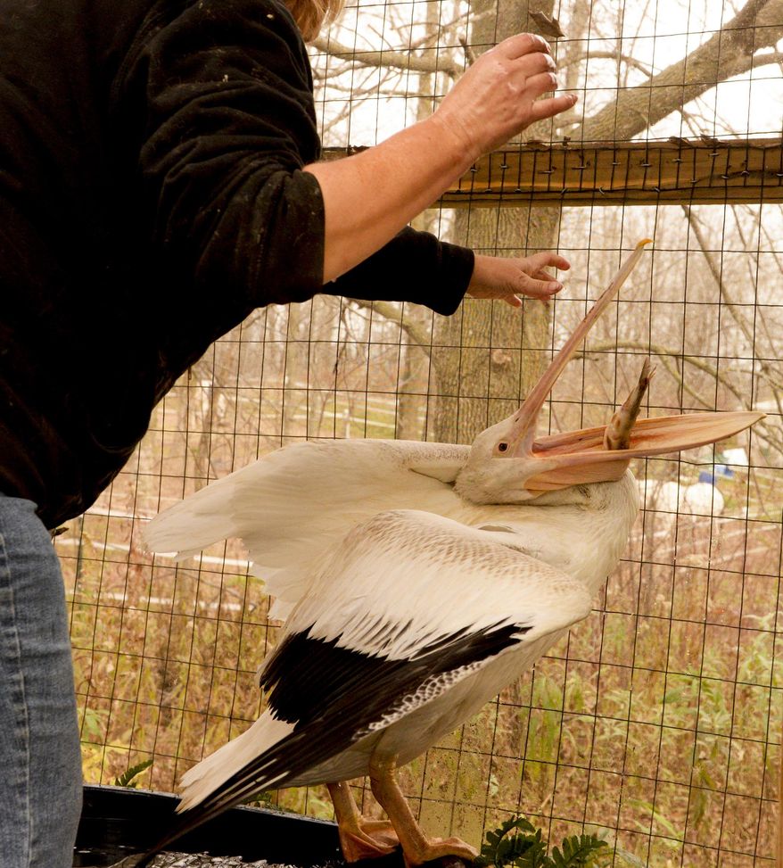This photo taken on Monday, Nov. 3, 2014, shows an immature pelican that Susan Theys, wildlife rehabilitator at Wildlife of Wisconsin in Cato, Wis., is nursing back to health after the bird was rescued in the Brillion area. She expects the pelican might be well enough to be released back into the wild in the next week or two. (AP Photo/Herald-Times Reporter, Sue Pischke) NO SALES