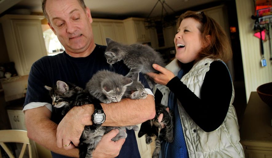 ADVANCE FOR MONDAY NOV. 10 - In this Oct. 30, 2014 photo, Annie Bent, right, and her husband, Jim, show feral kittens that she picked up that will be adopted after they are spayed or neutered, in Taylors Falls, Minn. (AP Photo/The St. Paul Pioneer Press, Jean Pieri) MINNEAPOLIS STAR TRIBUNE OUT