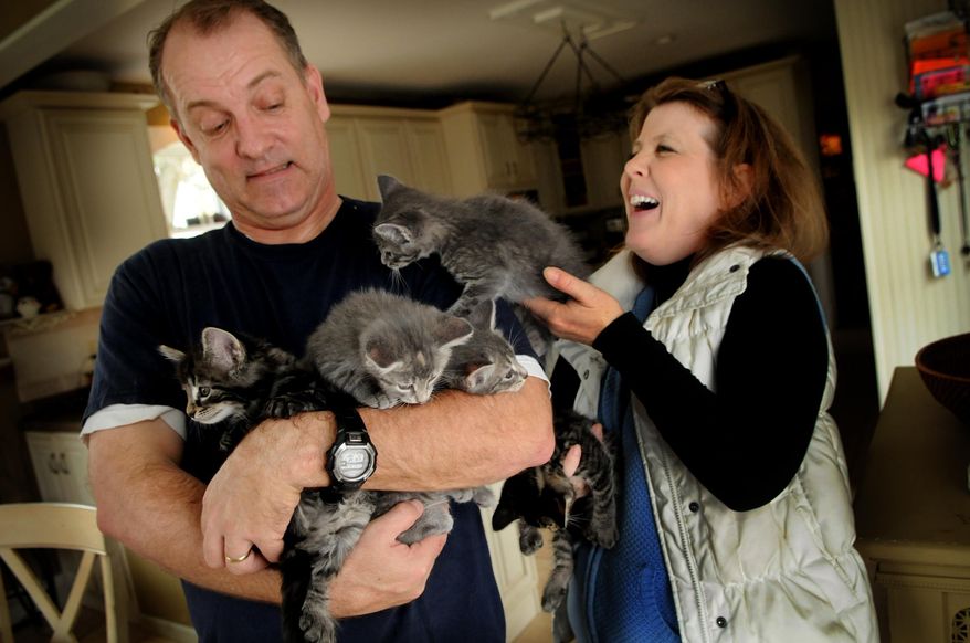 ADVANCE FOR MONDAY NOV. 10 - In this Oct. 30, 2014 photo, Annie Bent, right, and her husband, Jim, show feral kittens that she picked up that will be adopted after they are spayed or neutered, in Taylors Falls, Minn. (AP Photo/The St. Paul Pioneer Press, Jean Pieri) MINNEAPOLIS STAR TRIBUNE OUT